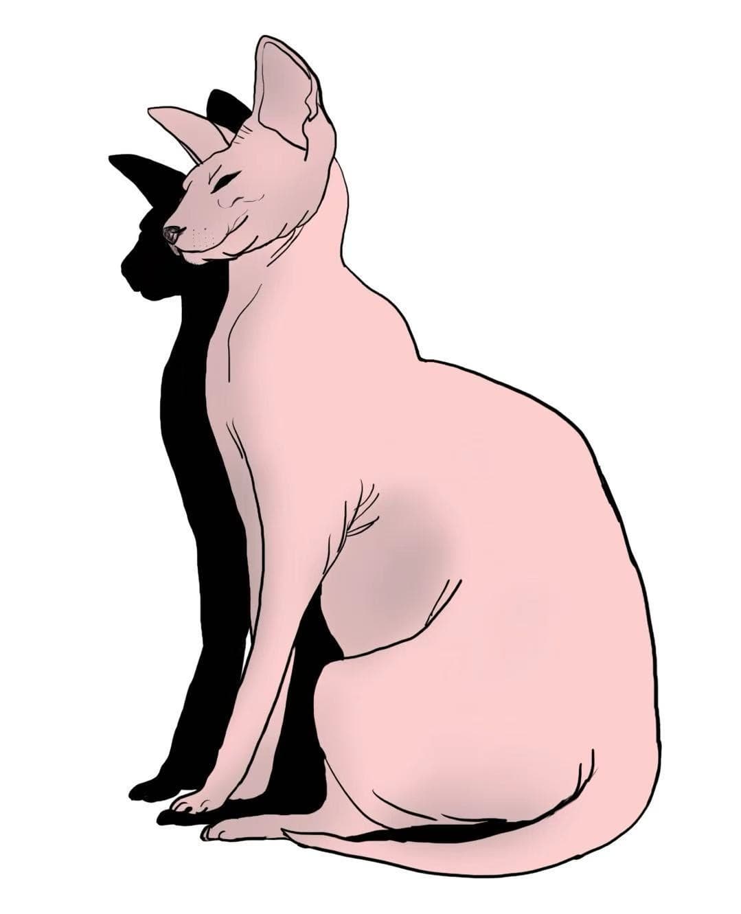 Animaux - cat_furless