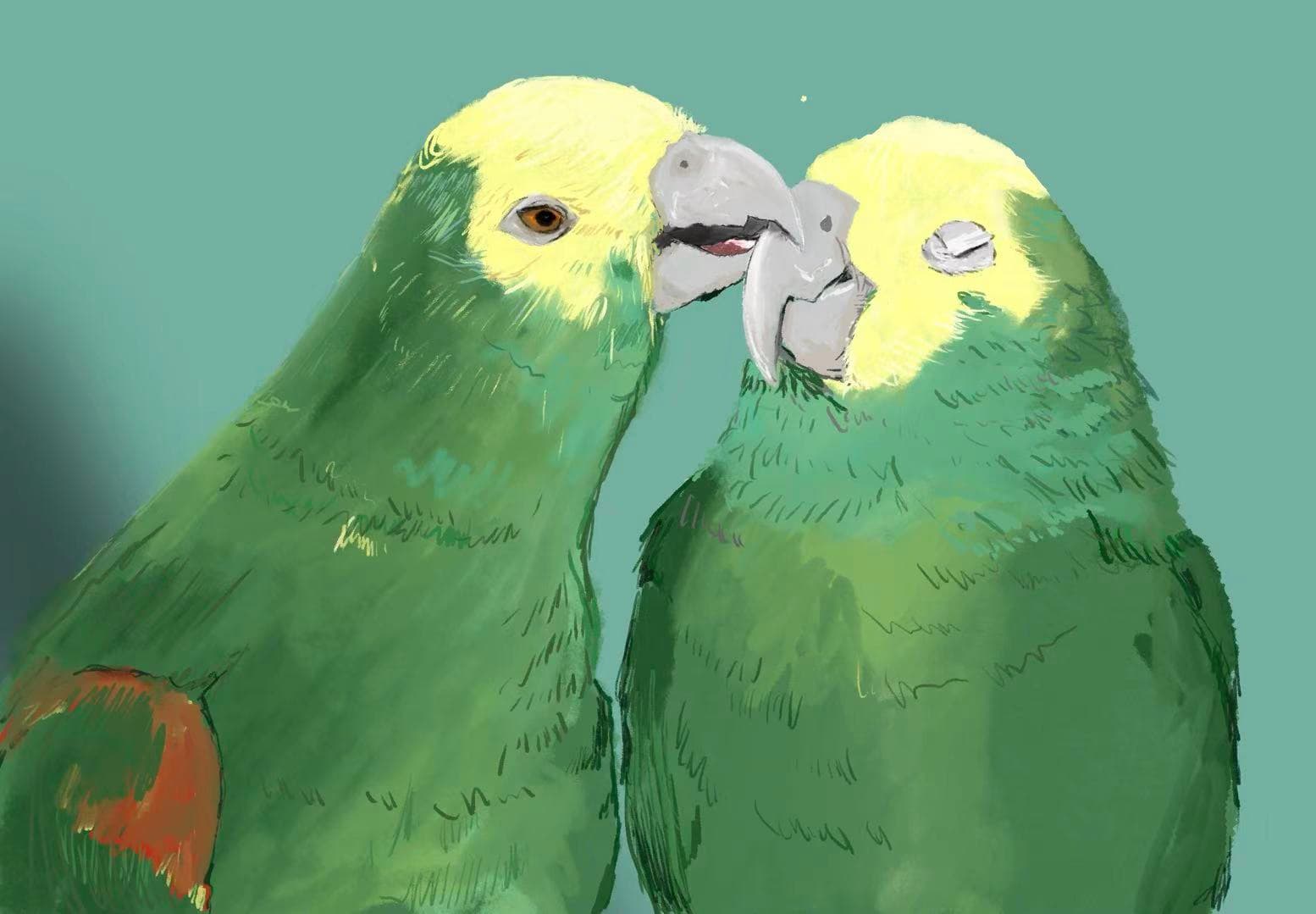 Initiation à l'illustration numérique sur iPad