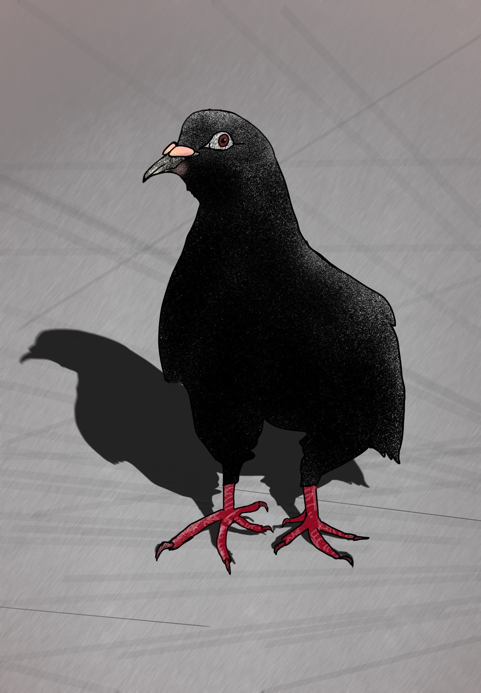 Oiseaux - birds_5