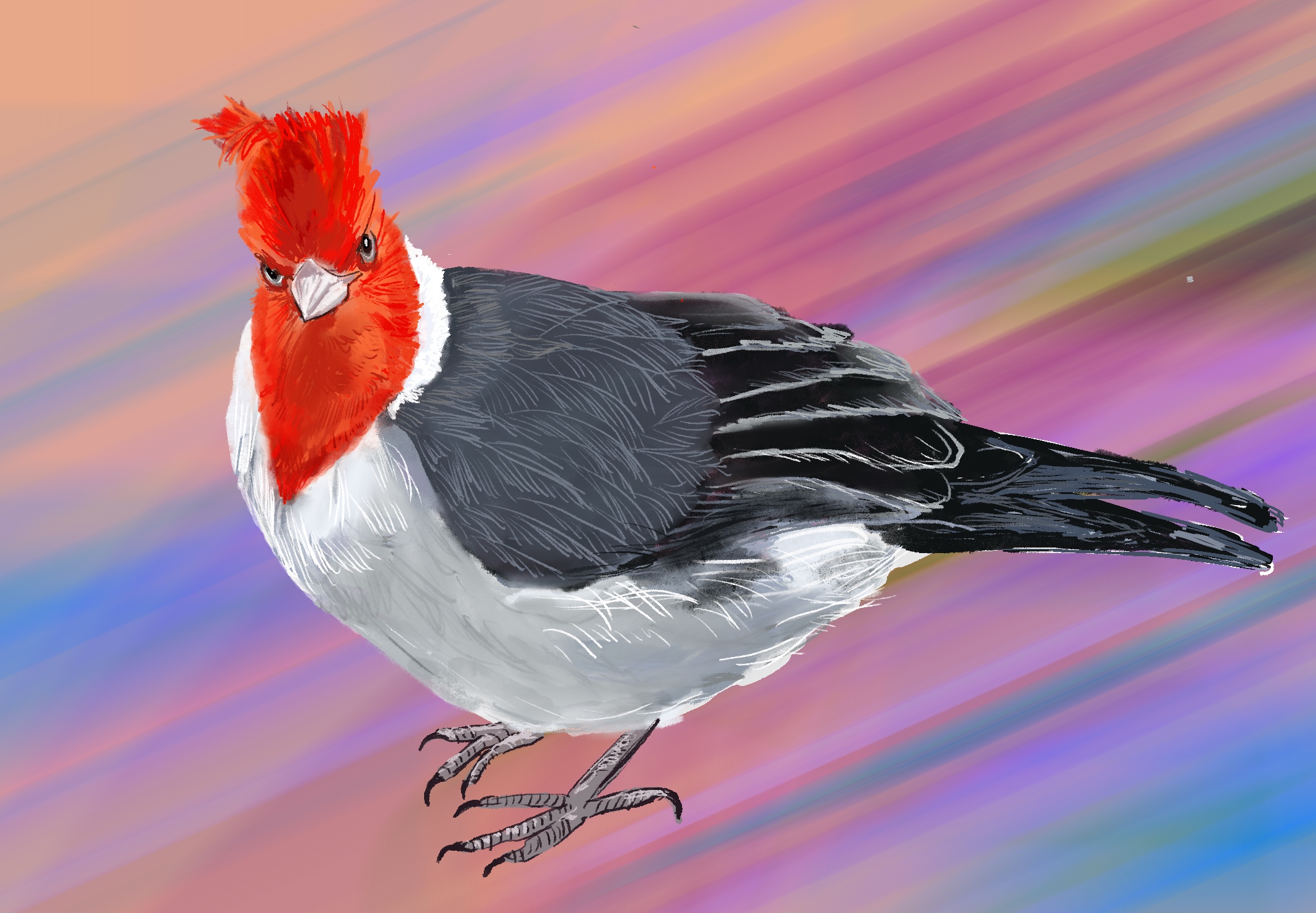Oiseaux - birds_6