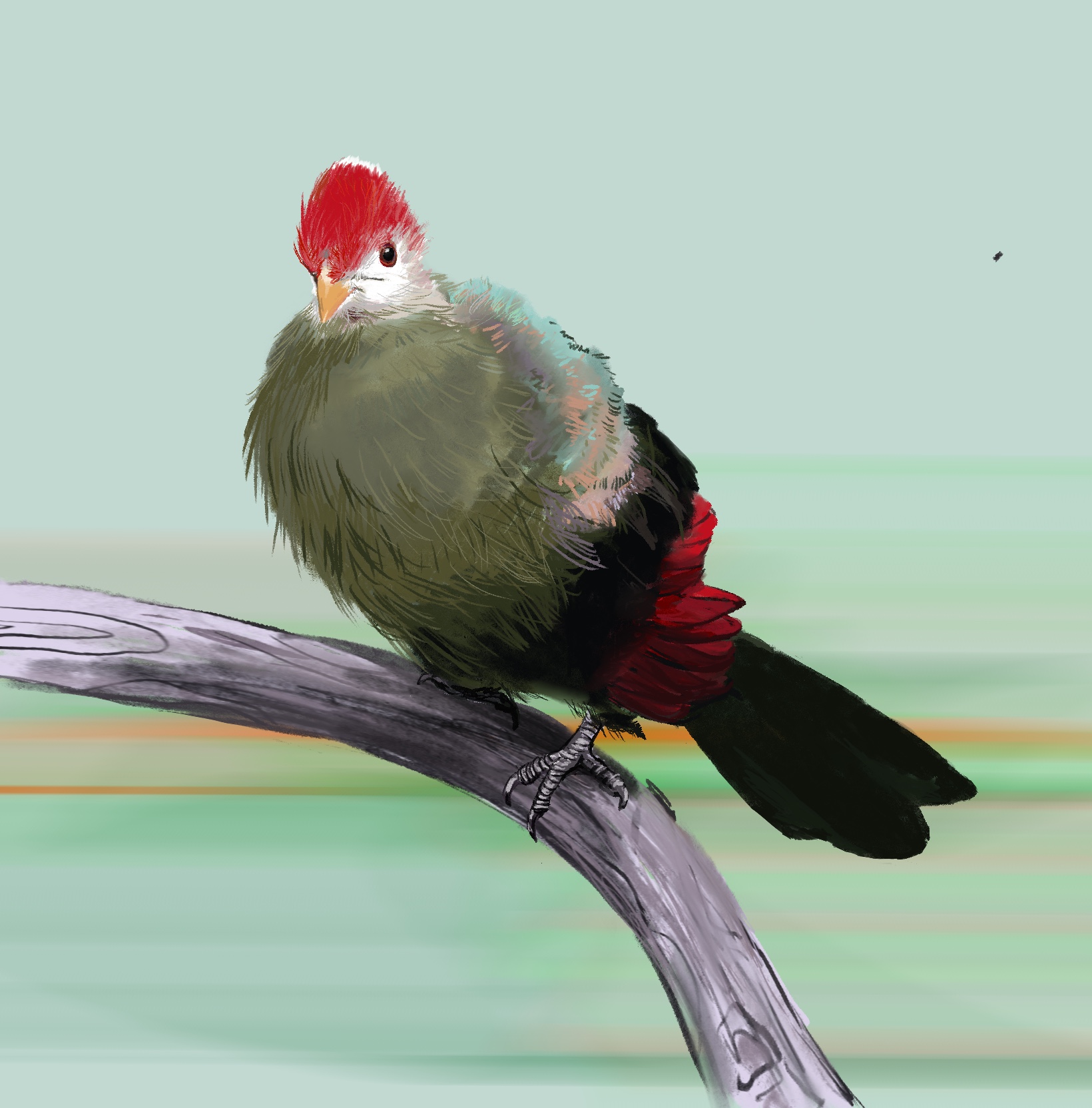 Oiseaux - birds_7